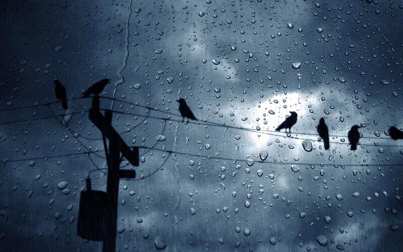 Birds on Power Lines — Blue, Dreary
