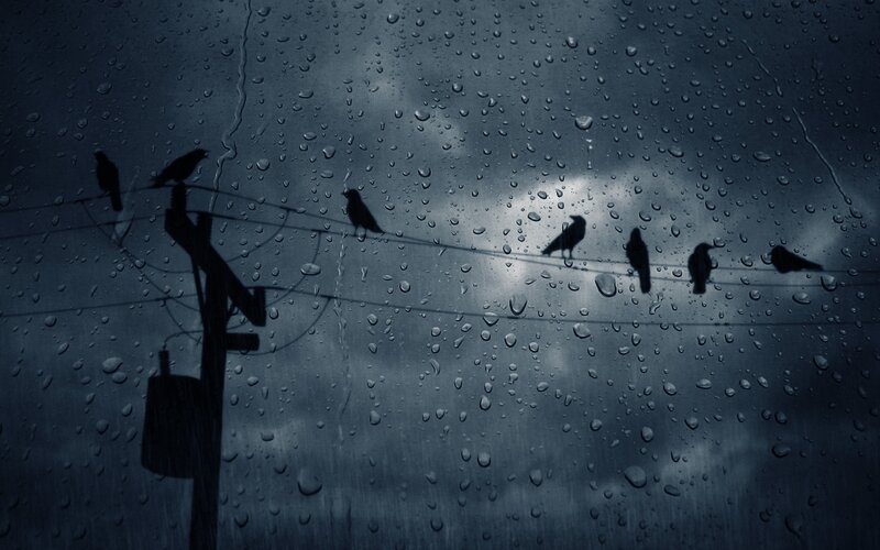 Birds on Power Lines — Blue, Gloomy, Night, Photograph, Power Pole, Raindrops
