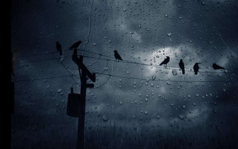 Birds on Power Lines — Blue, Gloomy, Night, Photograph, Power Pole