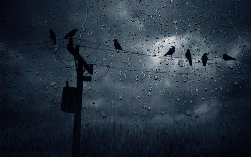 Birds on Power Lines — Blue, Gloomy, Night