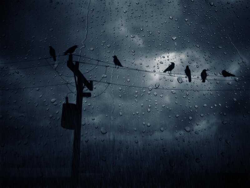 Birds on Power Lines — Blue, Gloomy