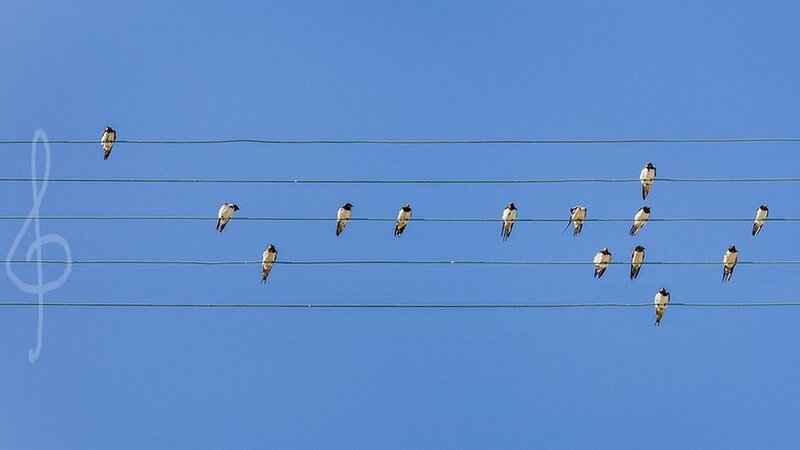 Birds on Power Lines — Blue, Serene