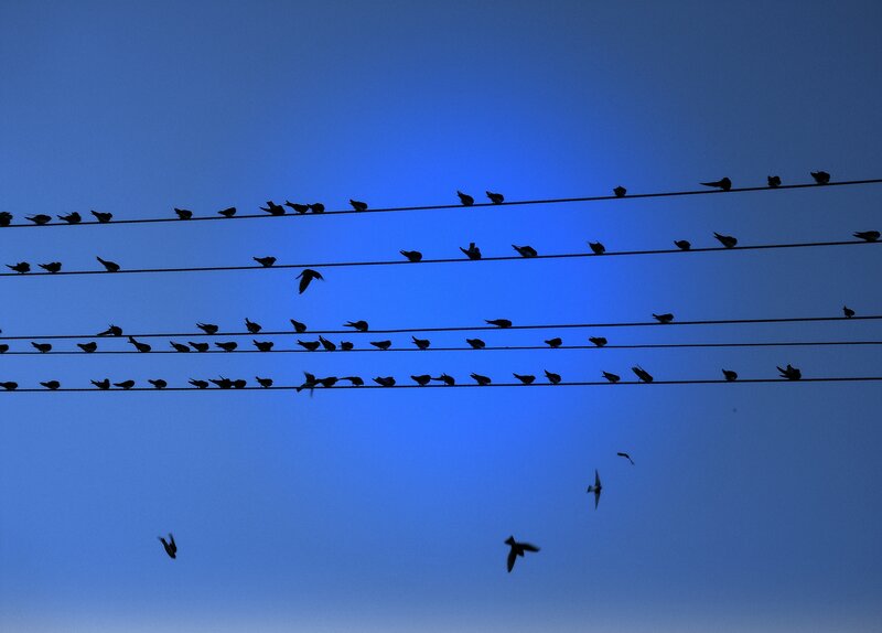 Birds on Power Lines — Blue