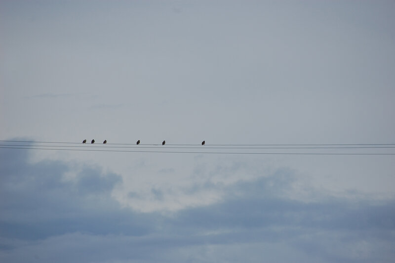 Birds on Power Lines — Gray, Calm, Morning