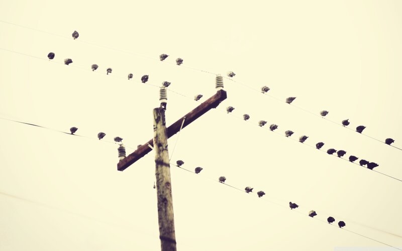 Birds on Power Lines — Gray, Calm