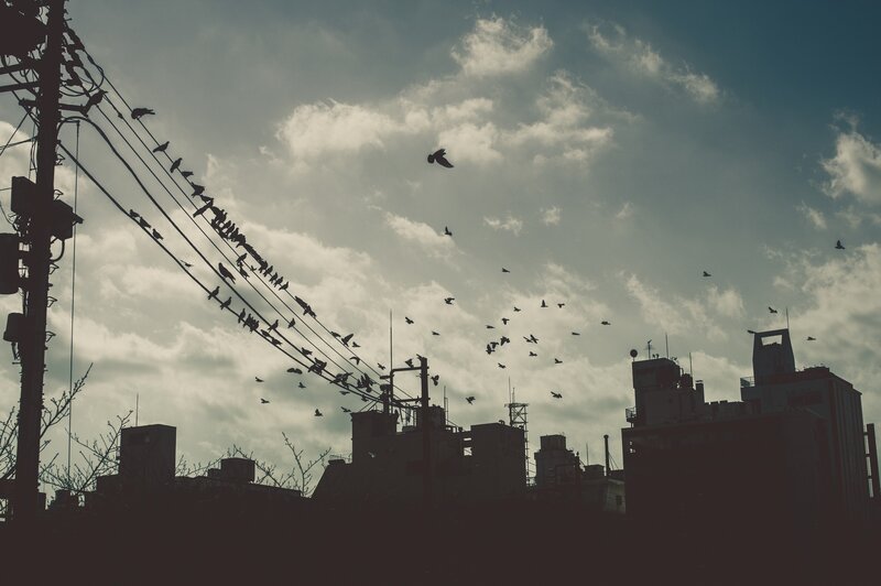 Birds on Power Lines — Gray, Dramatic
