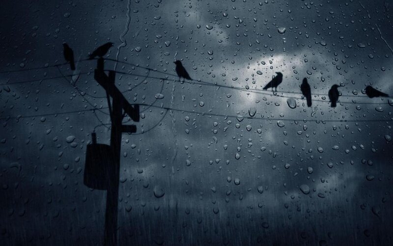 Birds on Power Lines — Gray, Dreary, Night