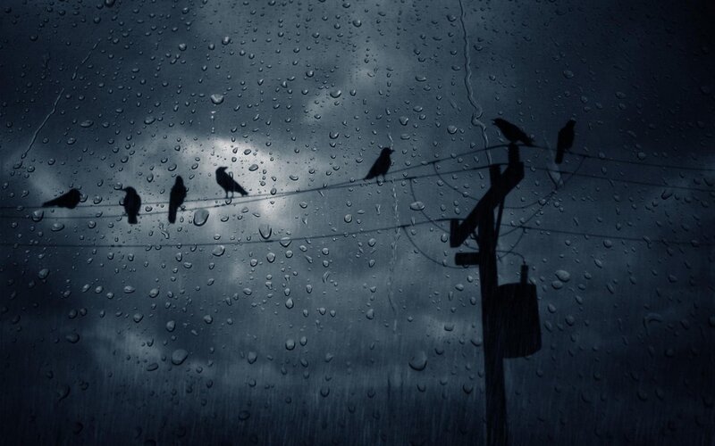 Birds on Power Lines — Gray, Gloomy
