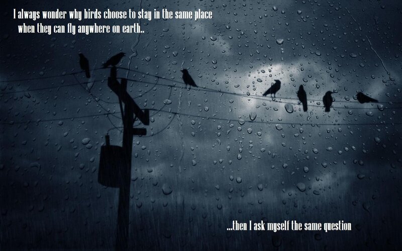 Birds on Power Lines — Gray, Melancholic