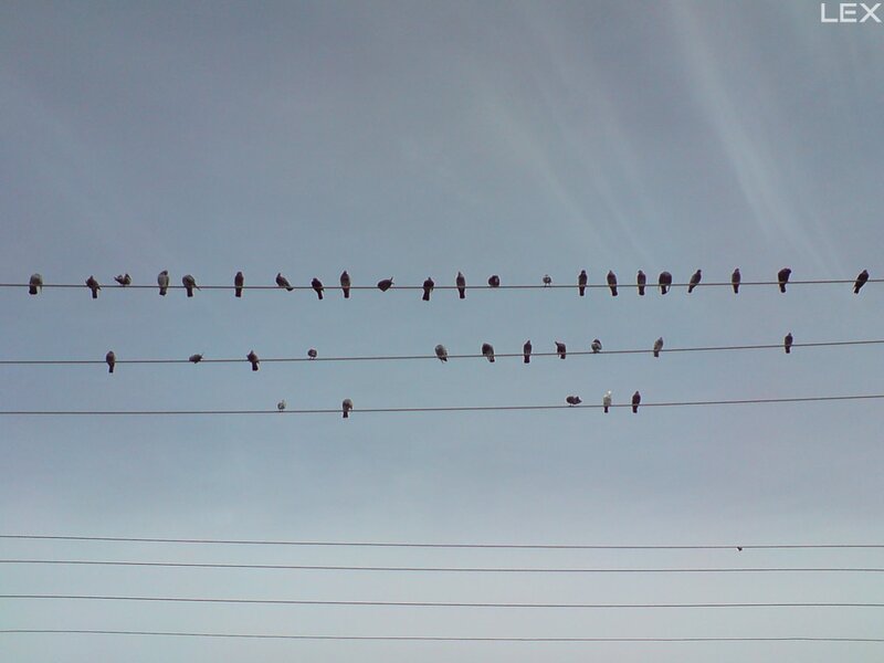 Birds on Power Lines — Gray