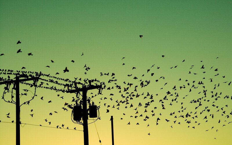 Birds on Power Lines — Green