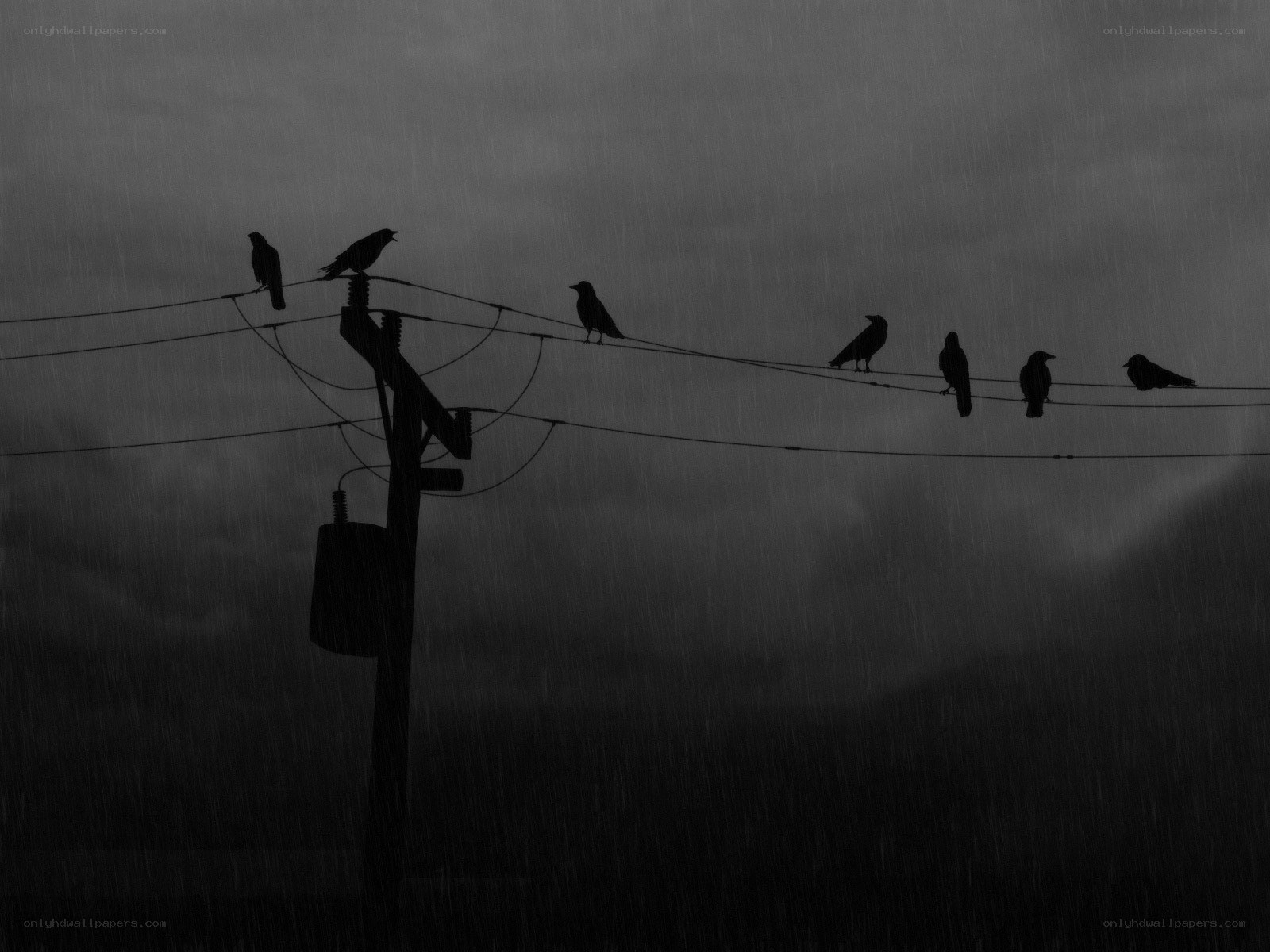 Birds on power lines in rain