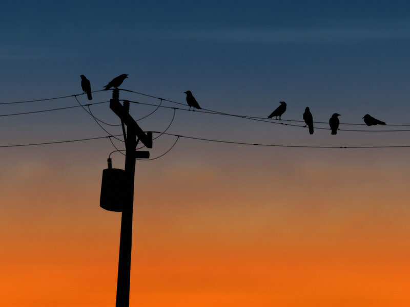 Birds on Power Lines — Orange, Serene