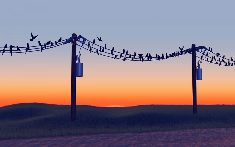 Birds on Power Lines — Orange