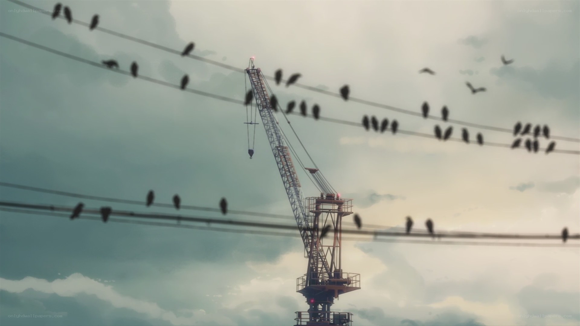 Birds on power lines with crane