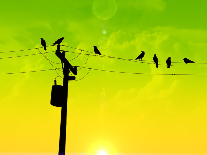 Birds on Power Lines — Yellow