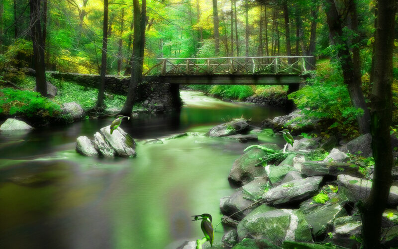 Birds on River Rocks