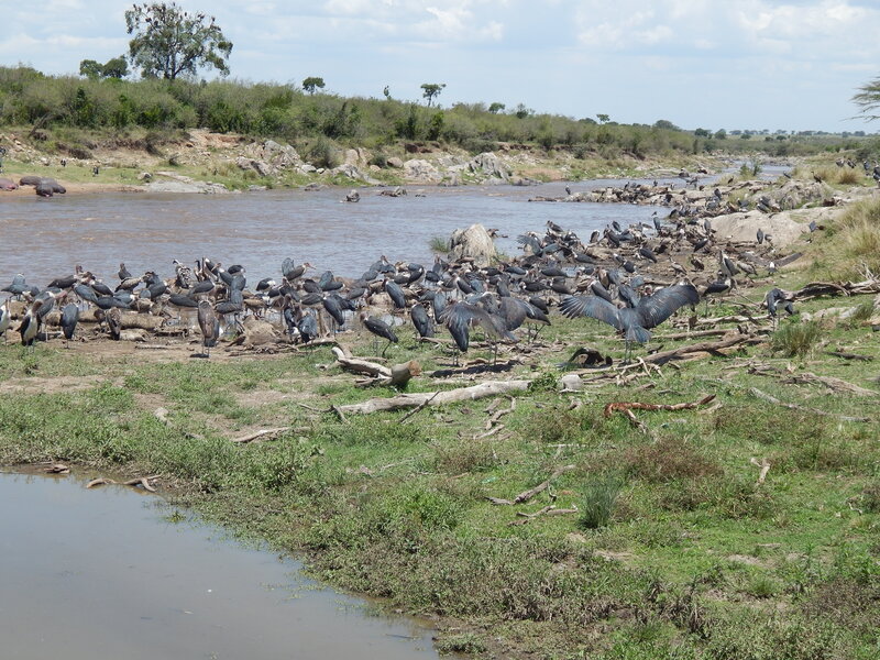 Birds on Riverbank