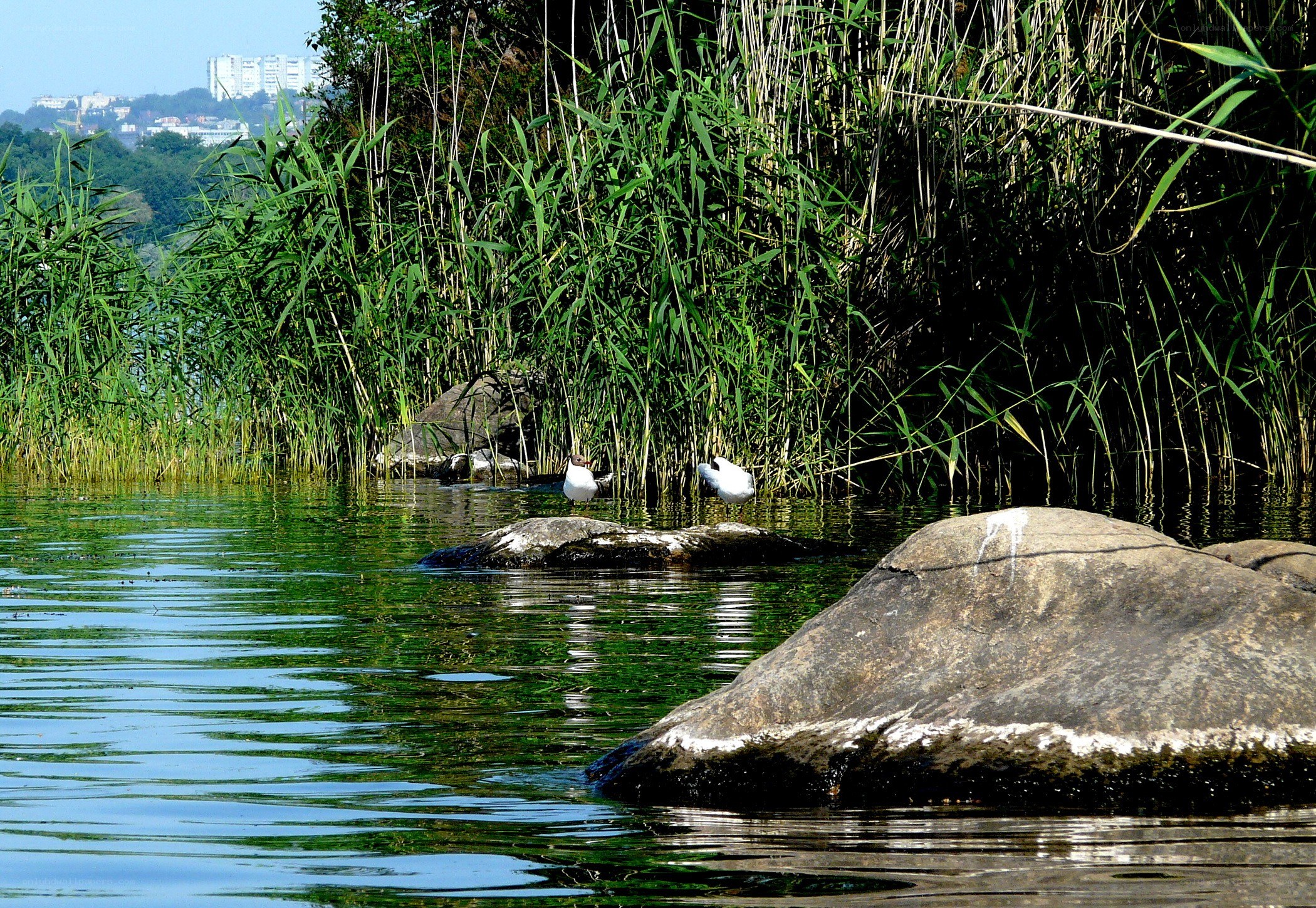 Birds on rocks in a marsh