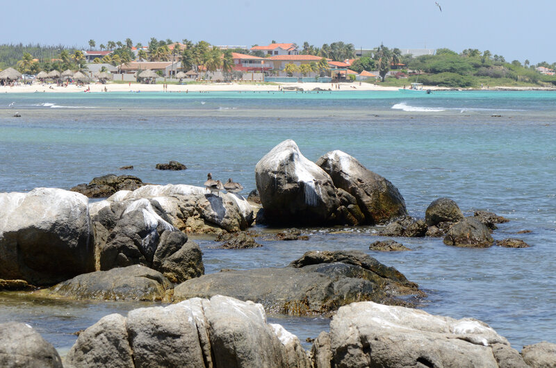 Birds on Rocks