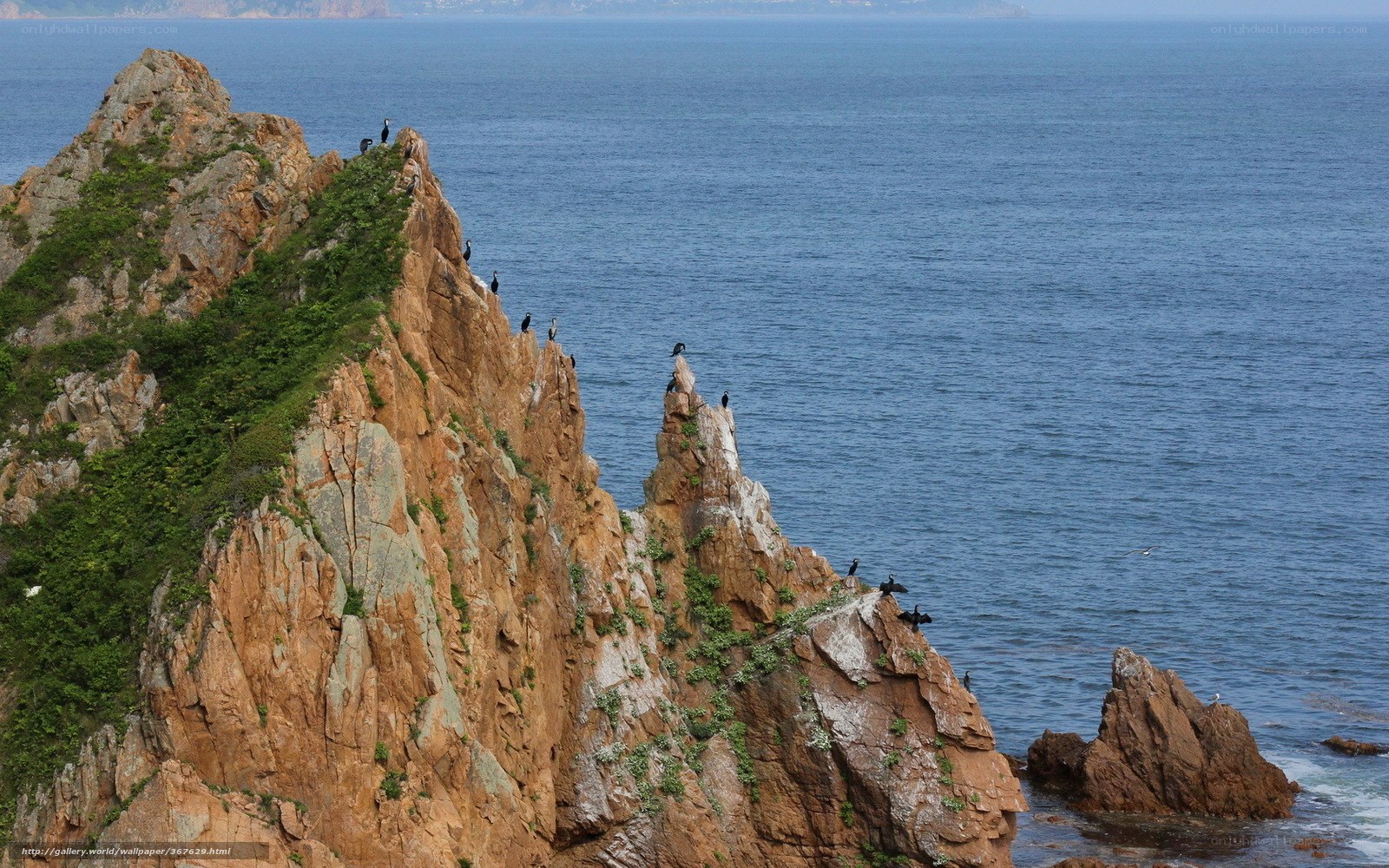 Birds on rocky cliffs by the sea