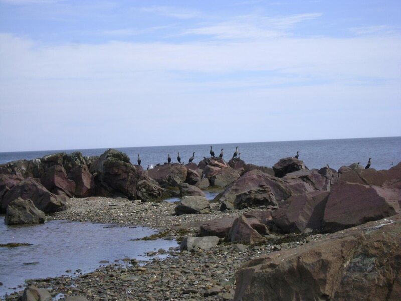 Birds on Rocky Shore — Blue