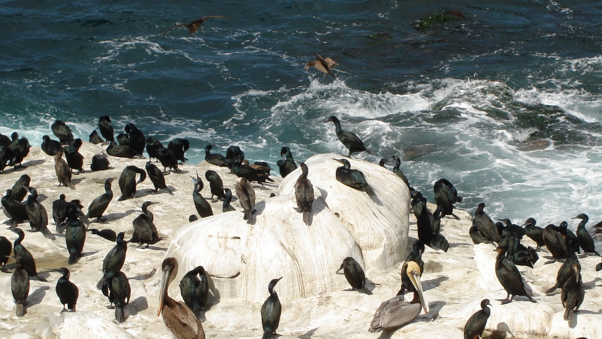 Birds on rocky shore