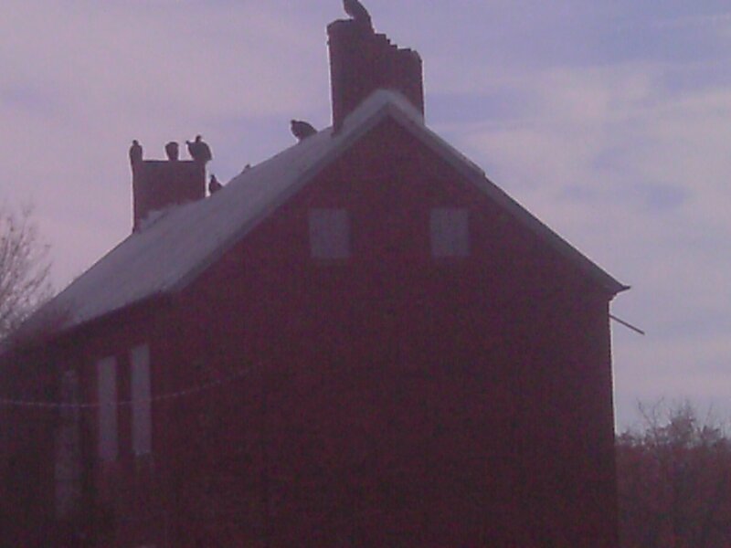 Birds on Roof