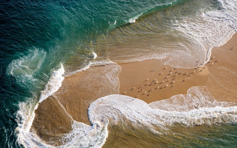 Birds on Sandy Beach