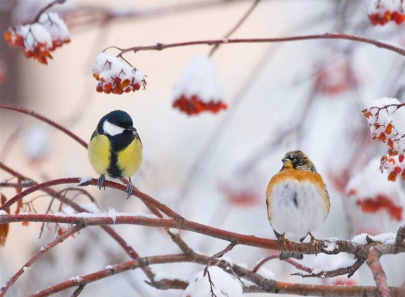 Birds on snowy branches