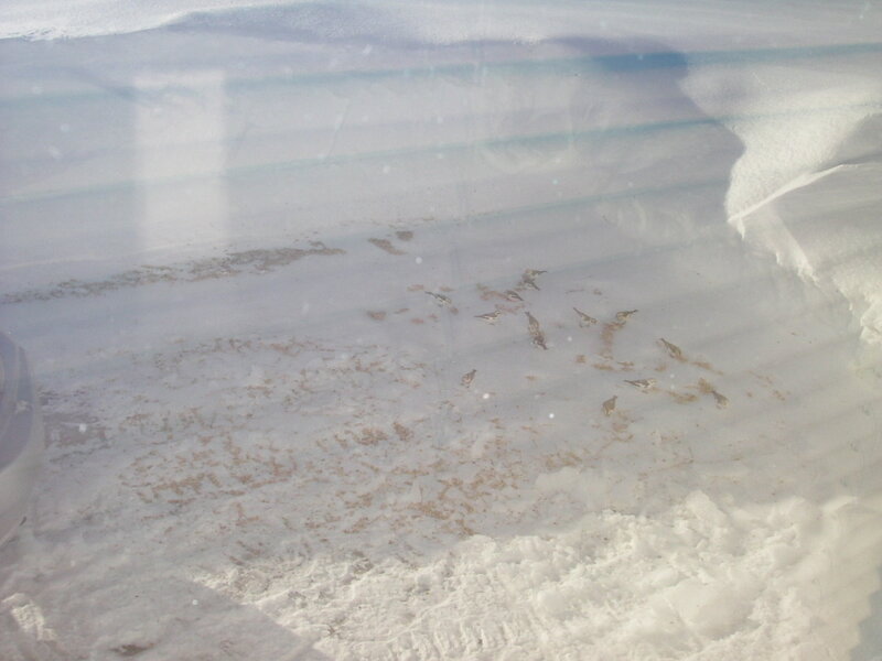 birds on snowy ground