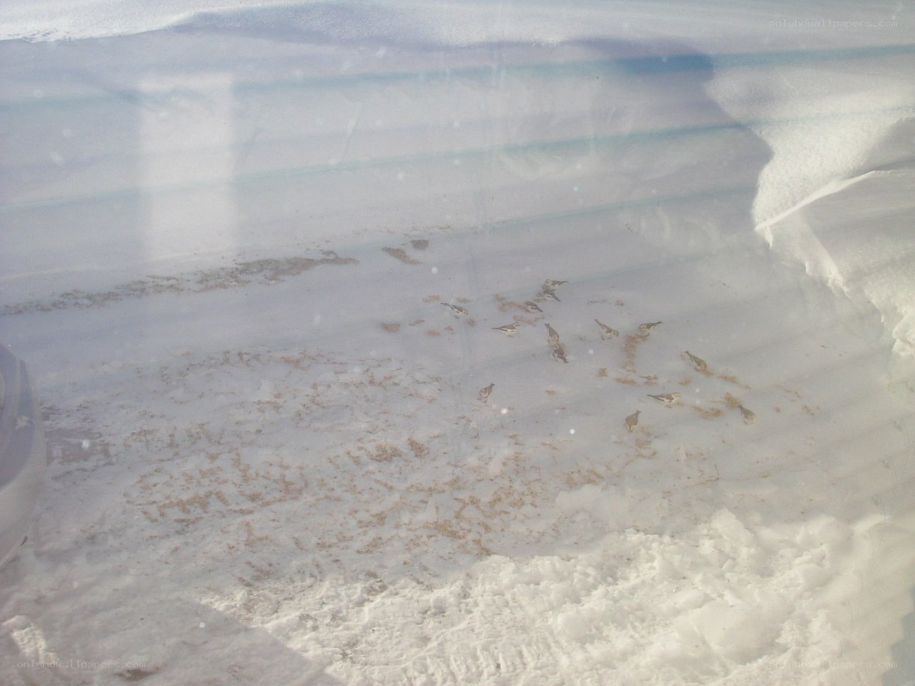 birds on snowy ground