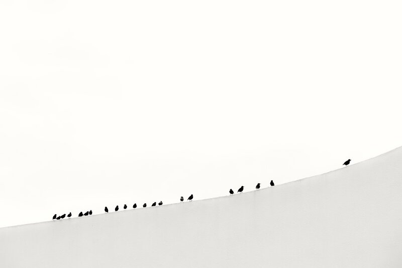 Birds on Snowy Slope