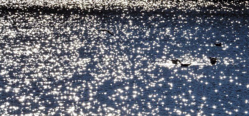 Birds on Sparkling Water — Blue