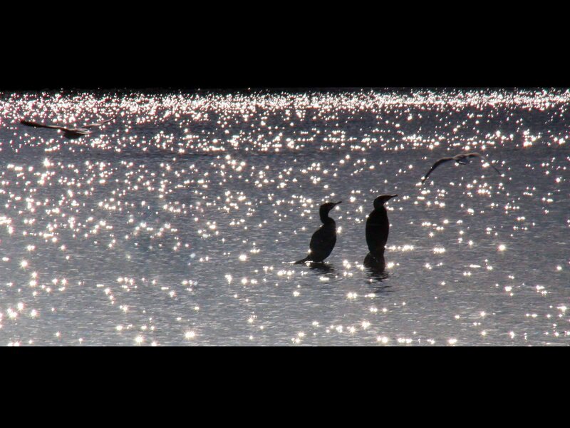 Birds on Sparkling Water