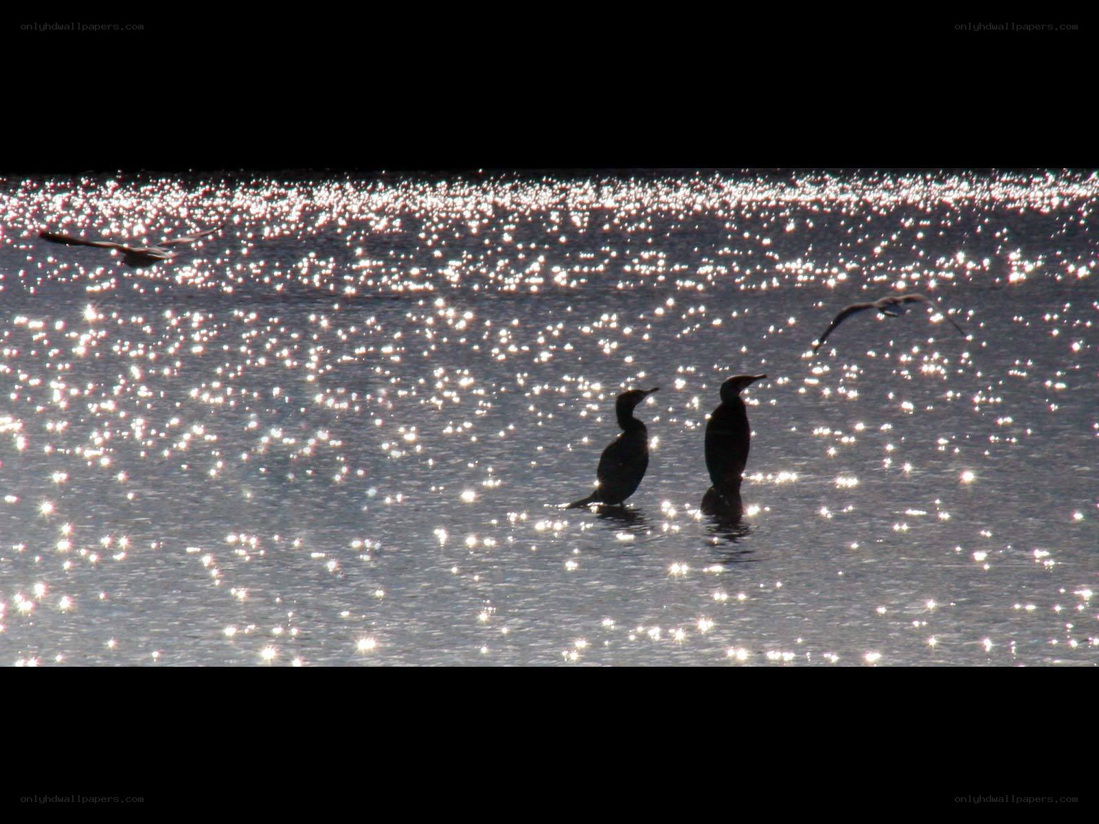 Birds on Sparkling Water