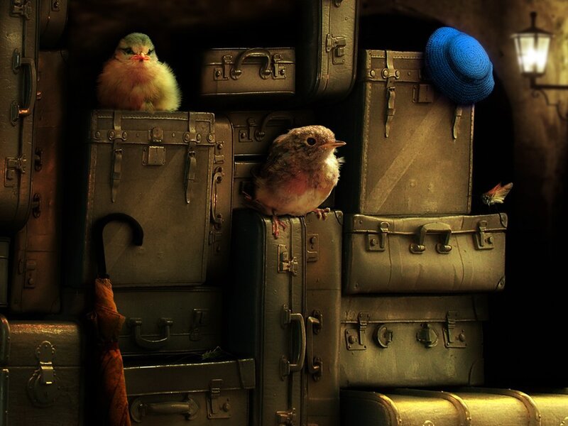 Birds on stacked suitcases