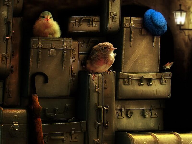 Birds on stacked suitcases
