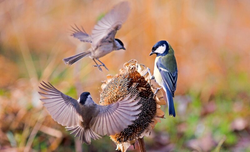 Birds on Sunflower