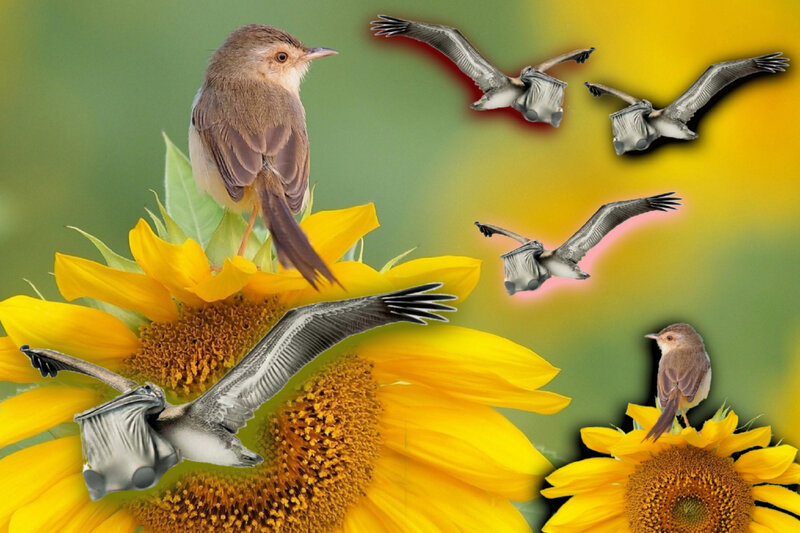 Birds on Sunflowers — Yellow, Natural