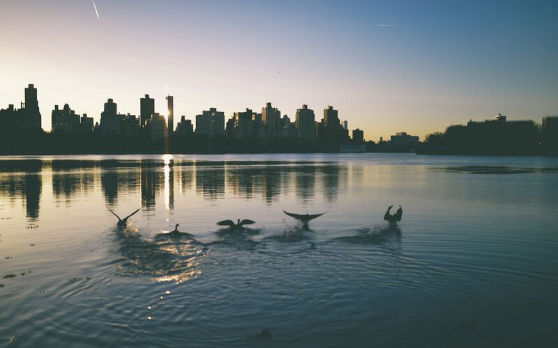 Birds on the water at sunset