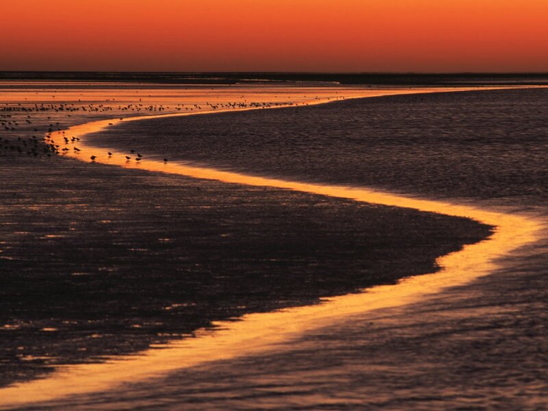 Birds on Tidal Flats — Orange, Serene, Sunset, Photograph