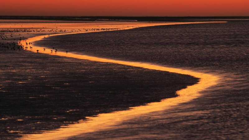 Birds on Tidal Flats — Orange, Serene, Sunset, Photograph, Water