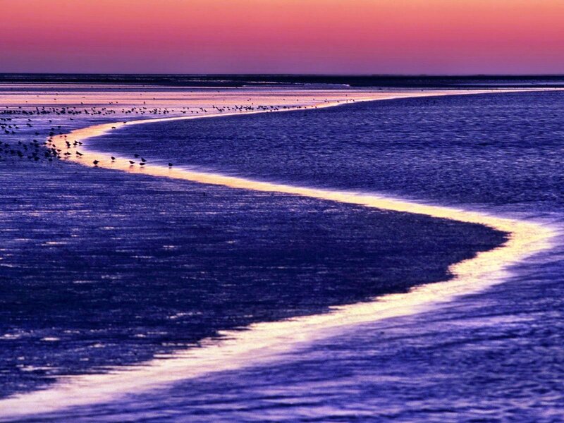 Birds on Tidal Flats — Purple