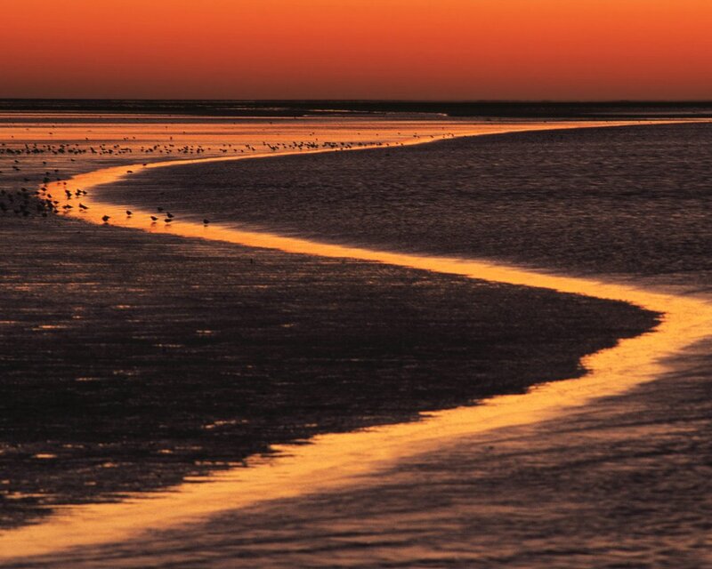 Birds on Tidal Flats