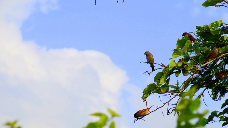 Birds on Tree Branch — Blue
