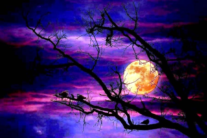 Birds on Tree Branch — Purple