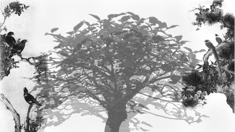 Birds on tree branches