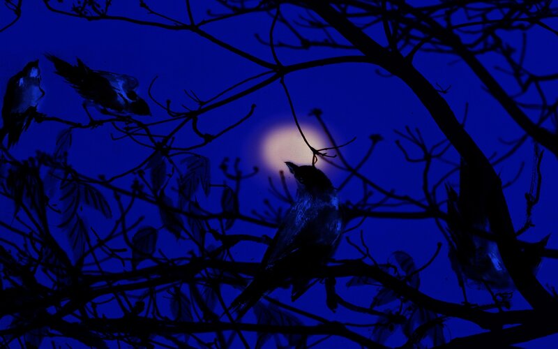 Birds on Tree Branches — Blue, Dark