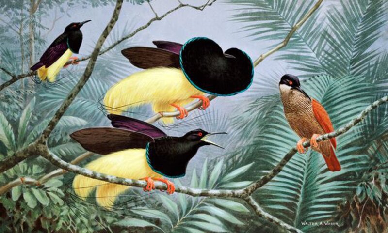 Birds on Tree Branches — Green